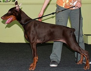 Paradiz Ronado Child of Flower Cheza | Brown Doberman Pinscher