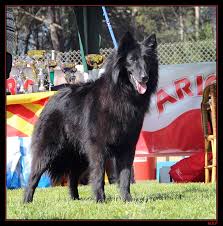 Ivet de Belliamici | Belgian Groenendael 