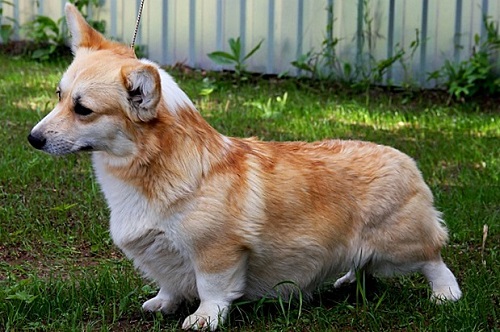 Andvol Avrora | Pembroke Welsh Corgi 