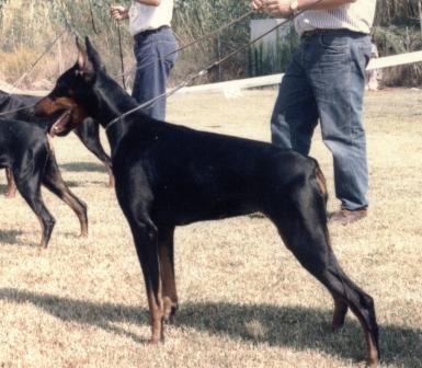 Kenya de Covalta | Black Doberman Pinscher