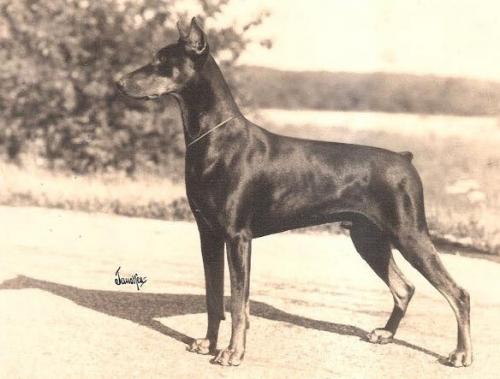 Graaf Dorus v. Neerlands Stam | Black Doberman Pinscher