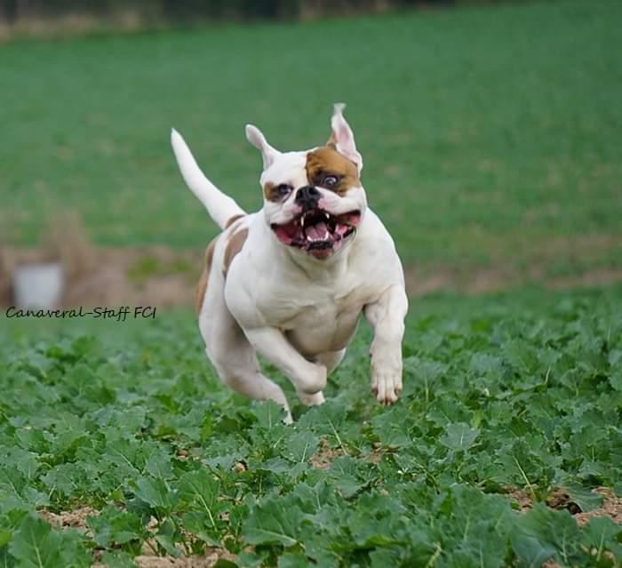 Sultan at Canaveral | American Bulldog 