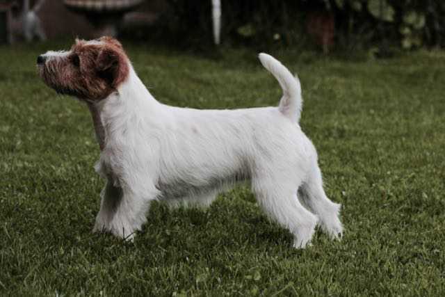 All Jacks Veracruz | Jack Russell Terrier 