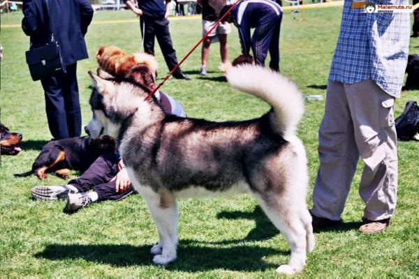 Simba Artick Wolf | Alaskan Malamute 