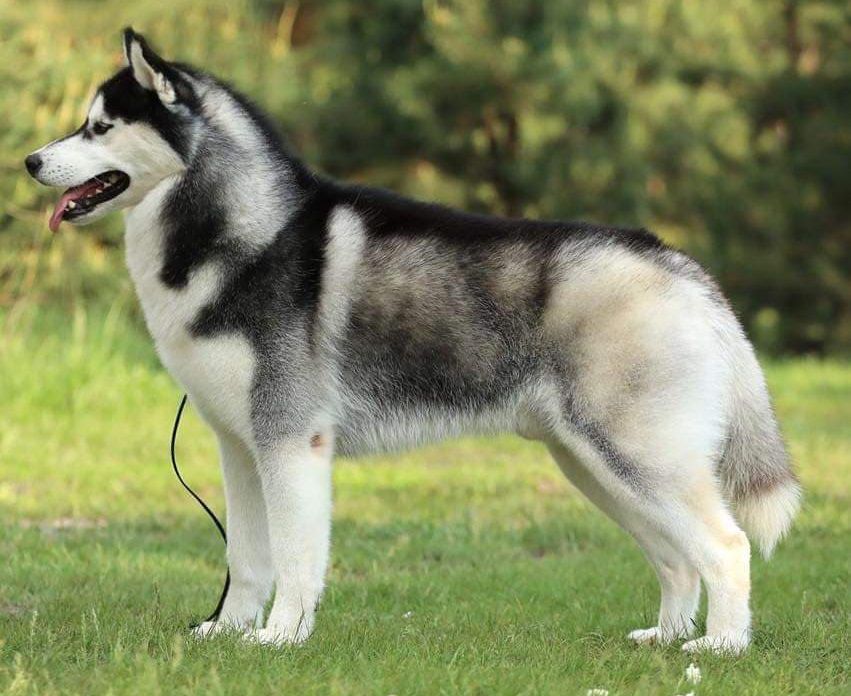 Champagne Diamond Billy | Siberian Husky 