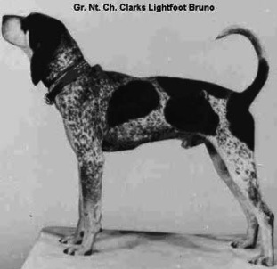 Clark's Lightfoot Bruno | American English Coonhound 