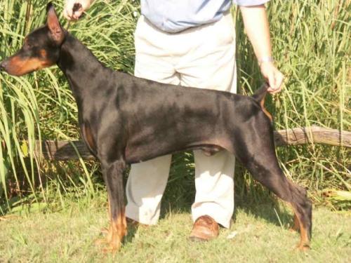 Kansa's Primus Inter Pares | Black Doberman Pinscher