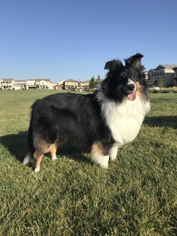 Bella Mountain Blue | Shetland Sheepdog 