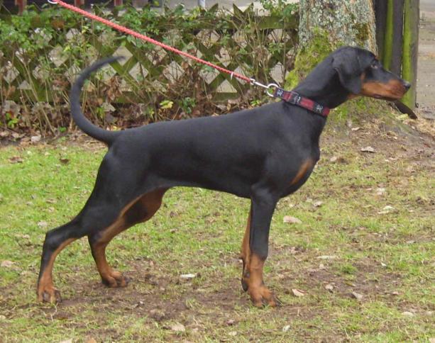 Shesana v. Brandenburg | Black Doberman Pinscher