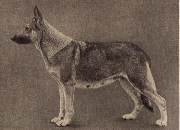 Gerda vom Busecker Schloss | German Shepherd Dog 