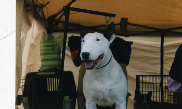 MEDOMIN PRINCE DOMINGUEZ | Bull Terrier 