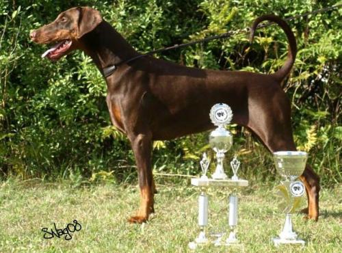 Viamala v. Residenzschloss | Brown Doberman Pinscher