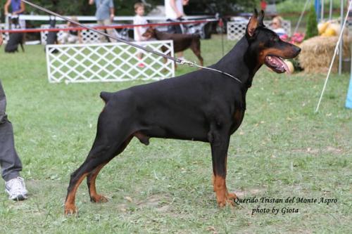 Querido Tristan del Monte Aspro | Black Doberman Pinscher