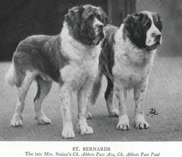 Abbots Pass Asa [the Late Mrs. Stein's] | Saint Bernard 