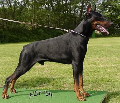 Armad (LO9995611) | Black Doberman Pinscher
