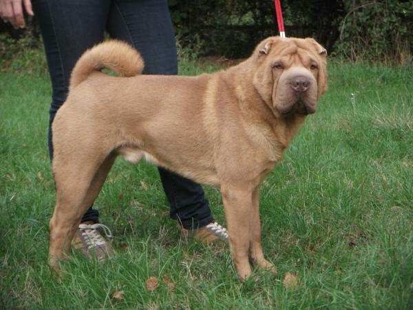 Greentree's Pei Chayenne Pepper | Shar-Pei 