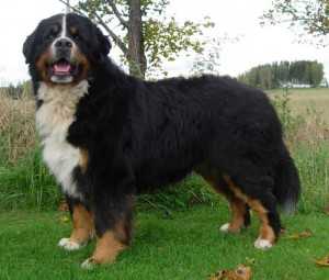 Odenhills Frodo | Bernese Mountain Dog 