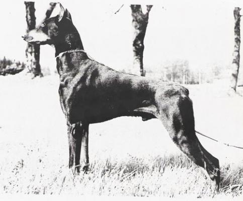 Zacco (S 27000/61) | Black Doberman Pinscher