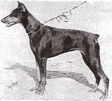 Zuzanne (S 27004/61) | Black Doberman Pinscher