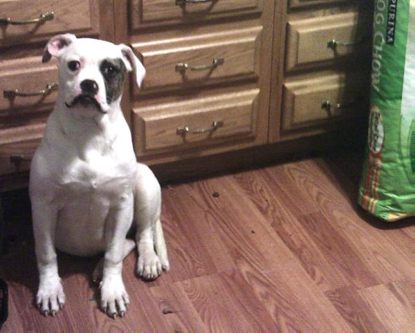 Leela of Liverpool | American Bulldog 