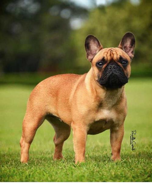 ROMINA MAL'ACH DE RARMAJU | French Bulldog 