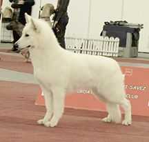 Atlayn's Diam's IZBB | White Swiss Shepherd Dog 