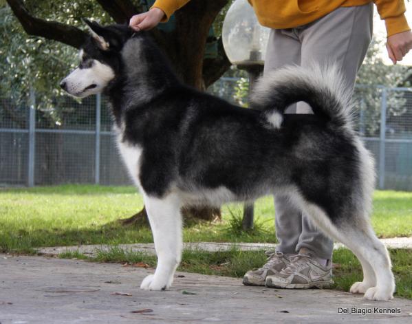 Esperanza del Biagio | Alaskan Malamute 