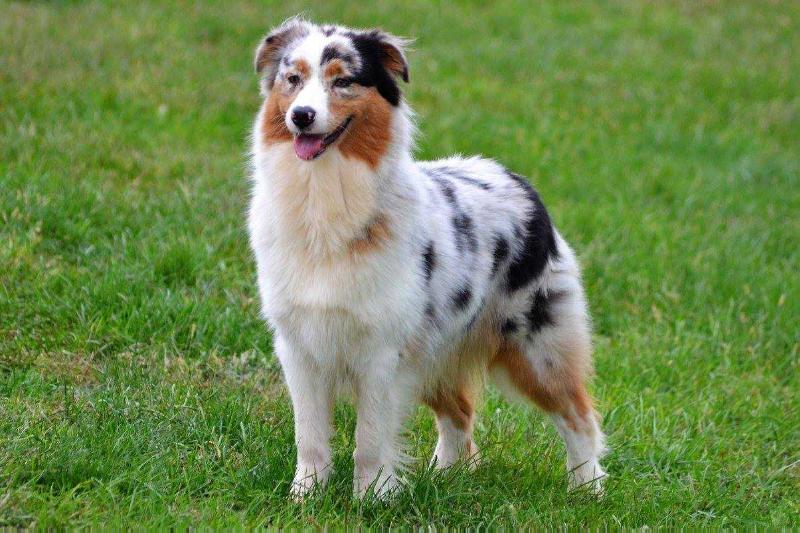 Tagas Beauty Of Pure Xellence | Australian Shepherd 