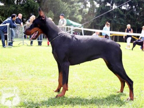 Come As You Are Cariba | Black Doberman Pinscher