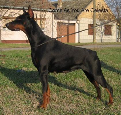 Come As You Are Celesta | Black Doberman Pinscher