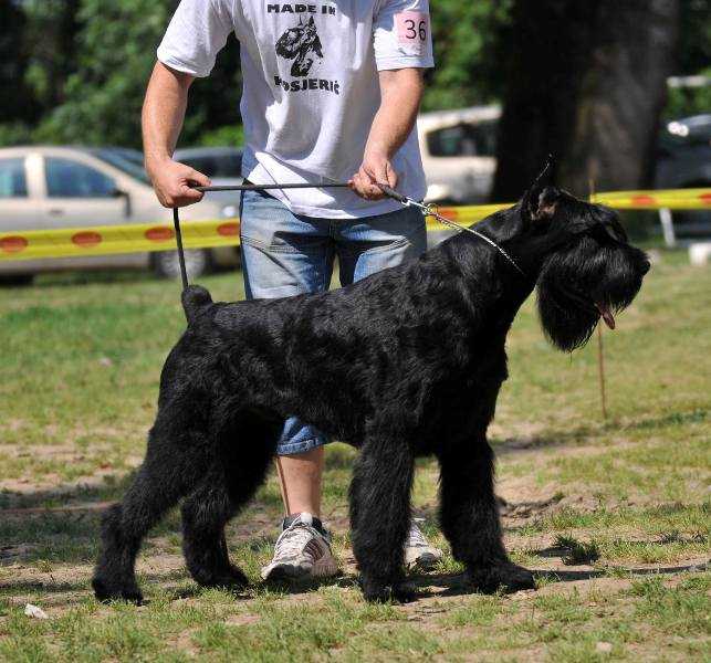 VITO KORLEONE | Giant Schnauzer 