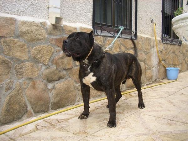 Alicates II de IronBull | Perro de Presa Canario 