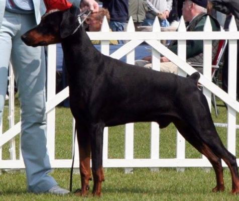 Eryntar Ulysses v. Fitzkin | Black Doberman Pinscher