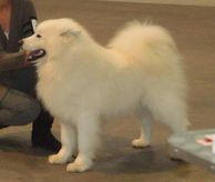 Arctic Challenge CRAZY IN LOVE WINKY | Samoyed 