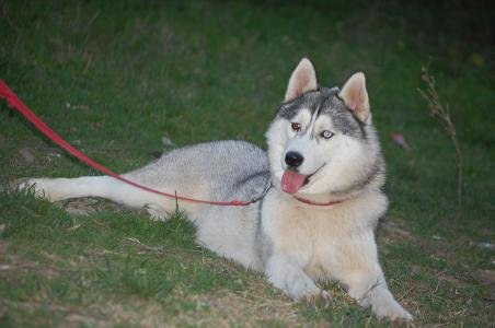 Thru Blue of Golden Nicol | Siberian Husky 