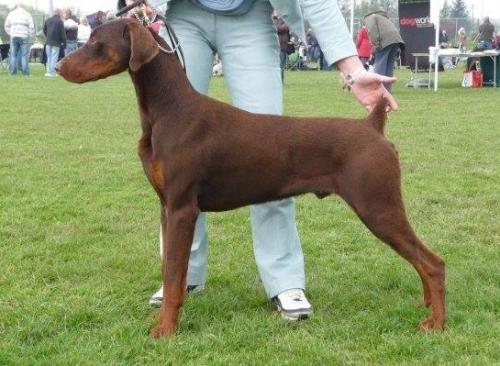 Fitzkin Elite | Brown Doberman Pinscher