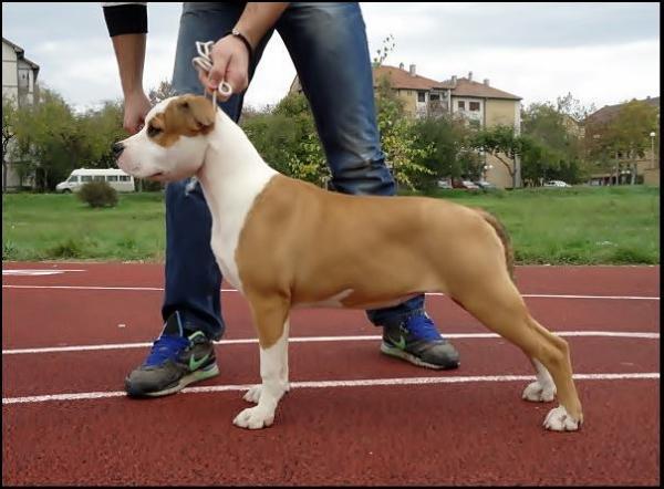Fantasy from Warrior of Duty | American Staffordshire Terrier 