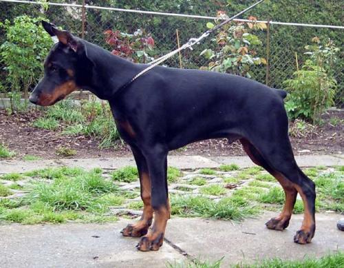 Koyote Ugly Hellfire | Black Doberman Pinscher