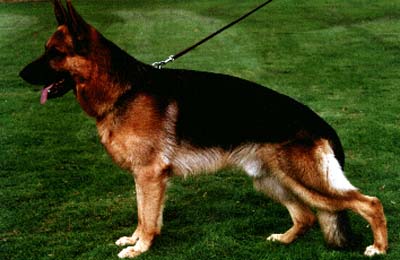 Xandro vom Winnloh | German Shepherd Dog 