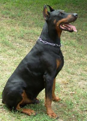 Valentino di Altobello | Black Doberman Pinscher