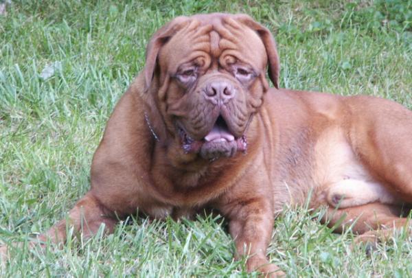 IC Bordeaux Mucho Grande | Dogue de Bordeaux 