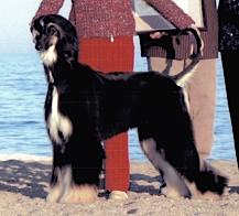 Kasban Dark Angel Of Winsong | Afghan Hound 