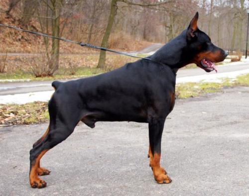 Ciro Cherub Gabi Vigo | Black Doberman Pinscher