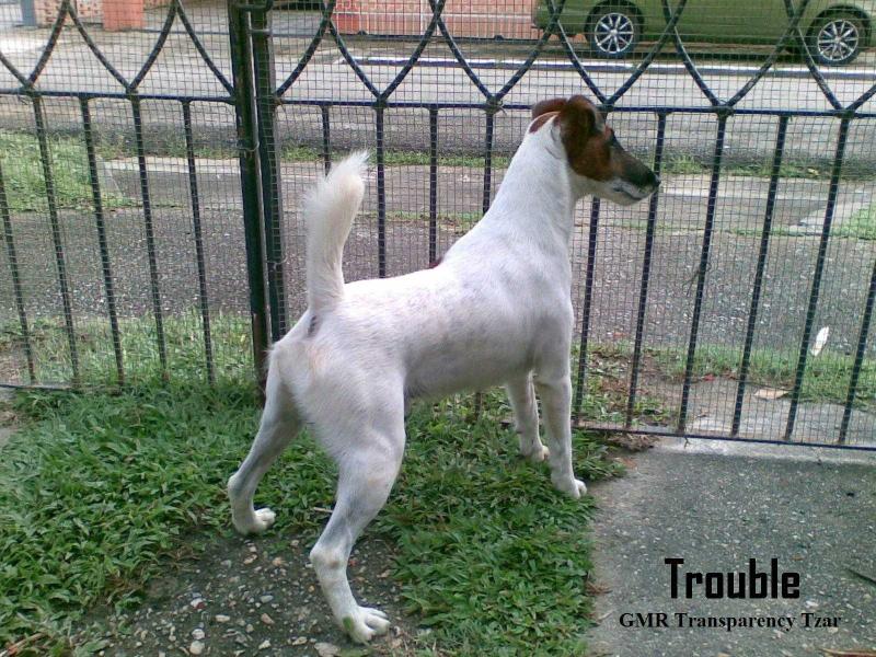 GMR Transparency Tzar | Smooth Fox Terrier 