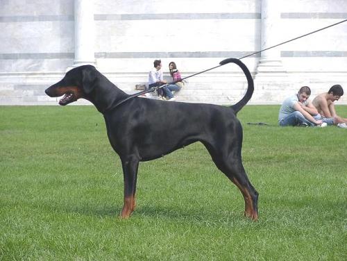 Casa di Oro Kamilla | Black Doberman Pinscher