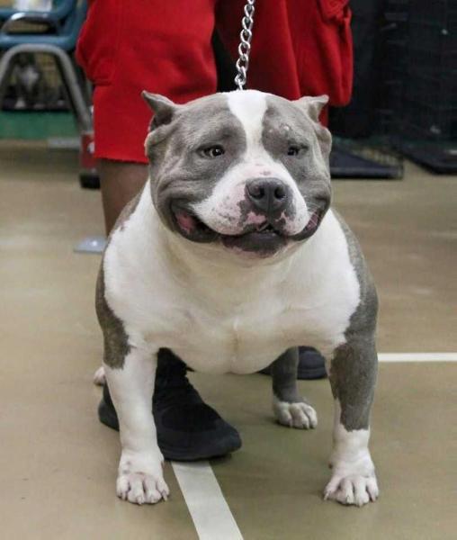 CEK DOUBLE OXYGEN OF EMK | American Pit Bull Terrier 