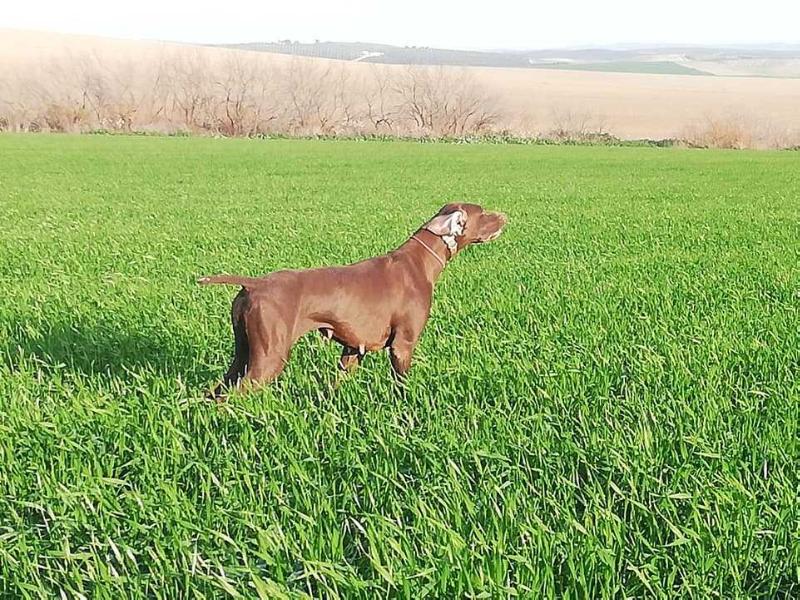 J-Hicha Da Quinta Da Maralha | German Shorthaired Pointer 