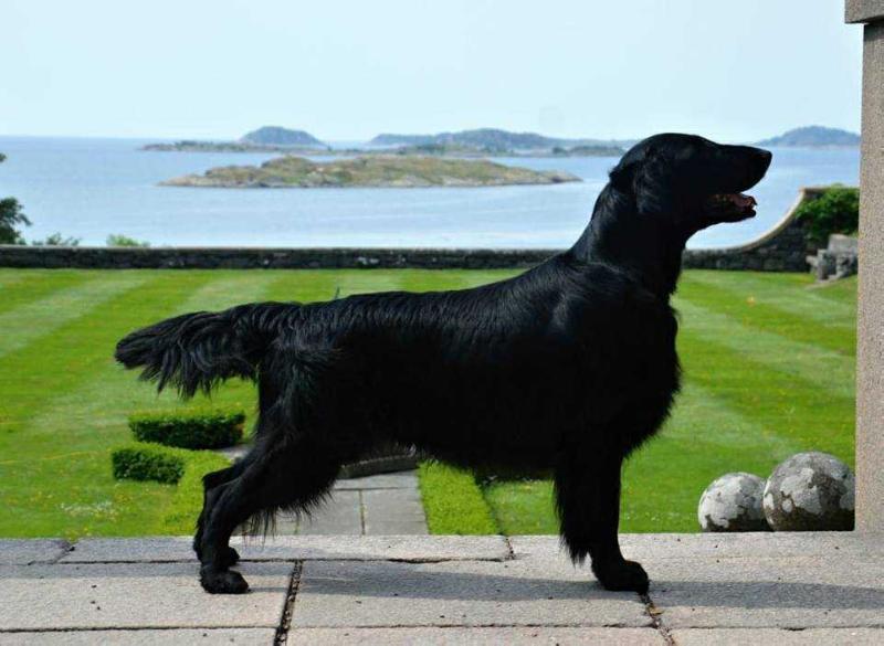 Susedalens Remington Sendero | Flat-Coated Retriever 