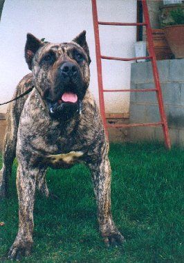 Galán de Casa del Presa | Perro de Presa Canario 