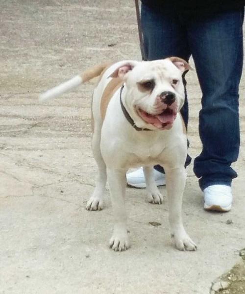 danibull's bennghy | American Bulldog 